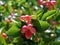 Karanda fruit blossom on tree