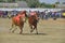 Karapan sapi is a traditional bull racing festival on the Indonesian island of Madura