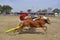 Karapan sapi is a traditional bull racing festival on the Indonesian island of Madura