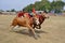 Karapan sapi is a traditional bull racing festival on the Indonesian island of Madura