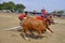 Karapan sapi is a traditional bull racing festival on the Indonesian island of Madura