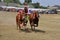 Karapan sapi is a traditional bull racing festival on the Indonesian island of Madura