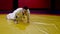 Karate fighter does push ups on fists on tatami at training