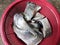 Karawang, Indonesia, 16 September 2022: Fresh milkfish has been cleaned and cut ready