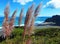 Karekare Beach