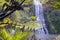 Karekare Falls as seeing through native bush of New Zealand