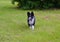 Karelian Bear Dog