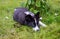 Karelian Bear Dog