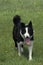 KARELIAN BEAR DOG, ADULT STANDING ON GRASS