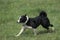 KARELIAN BEAR DOG, ADULT WALKING ON GRASS