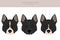 Karelian bear dog clipart. Different poses, coat colors set