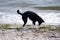 karelian bear dog playing on the beach