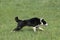 Karelian Bear Dog running on Grass