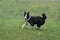 Karelian Bear Dog running on Grass