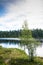 Karelian birch on the shore of the lake.