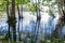 Karelian Swamp in the Morning, Grass, Trees in Water, Lake