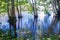 Karelian Swamp in the Morning, Grass, Trees in Water, Lake 2 po