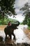 A Karen man bathing with asian elephant on a riverbank