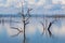 Kariba Dead Trees