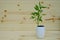 Kariyat or Andrographis paniculata in plant pot