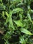 Kariyat plant or Andrographis paniculata.green leaves and small flower around tree