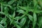 Kariyat Thai herbal medicine herbs organic plant