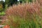 Karl Foerster Grass, Calamagrostis acutiflora grows in park landscape. Popular beautiful perennial Ornamental Feather reed grass