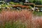 Karl Foerster Grass, Calamagrostis acutiflora grows in park landscape. Popular beautiful perennial Ornamental Feather reed grass