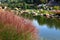 Karl Foerster Grass, Calamagrostis acutiflora grows in park landscape. Popular beautiful perennial Ornamental Feather reed grass