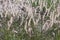 Karley Rose oriental fountain grass