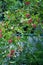 Karonda or Carunda Fruits cluster with green leaves