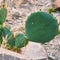 Karoo cactus desert lands