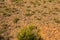 Karoo hill vegetation background