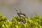 Karoo-prinia, Karoo Prinia, Prinia maculosa