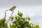 Karoo Prinia Singing