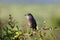 Karoo Scrub Robin