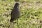 Karoo Scrub Robin Cercotrichas coryphaeus