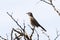 Karoo Scrub-robin Cercotrichas coryphaeus cinerea, Vrolijkheid Nature Reserve, Western Cape, South Africa