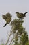 Karoo Scrub-Robin, Cercotrichas coryphoeus