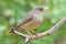 Karoo thrush