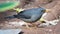 Karoo thrush on the ground