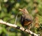 A karoo thrush isolated in a thorn tree