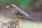 Karoo thrush turdus smithi