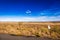 The Karoo veld