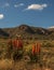 Karoo winter landscape with aloes