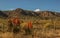 Karoo winter landscape with aloes