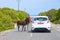 Karpaz Peninsula, Turkish Northern Cyprus - Oct 3rd 2018: Two cute donkeys standing on the countryside road by the car with