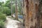 Karri Trees Boranup National Park West Australia