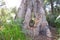 Karri Trees, West Australia