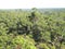 Karri Trees, West Australia